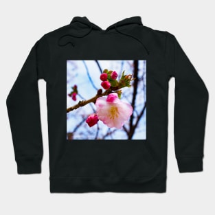 Photography - First sign of spring Hoodie